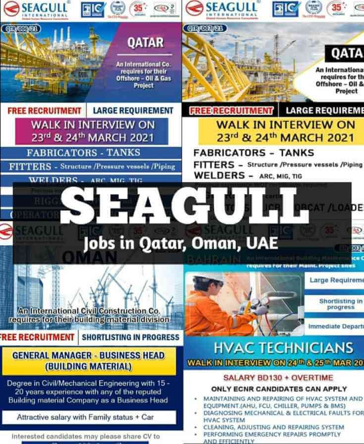 seagull